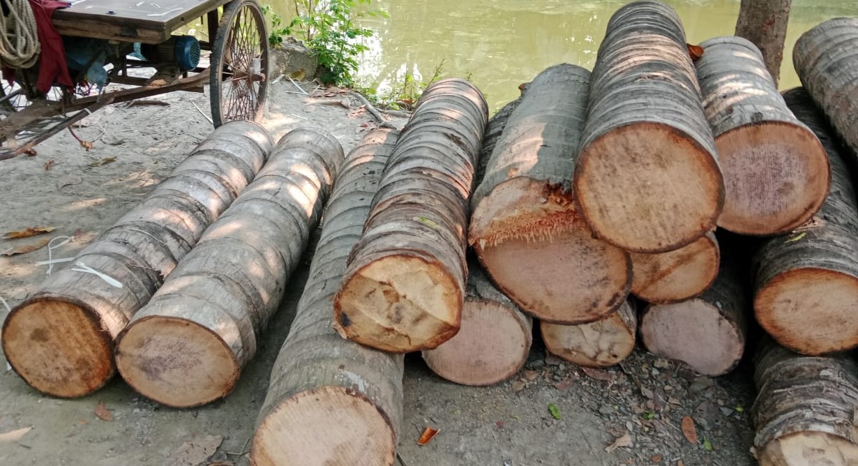 রাতের আধাঁরে মসজিদের গাছ কেটে নেওয়ার অভিযোগ