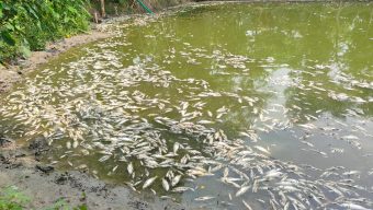 চাঁন রাতে পুকুরে বিষ, ঈদের দিন সর্বশান্ত