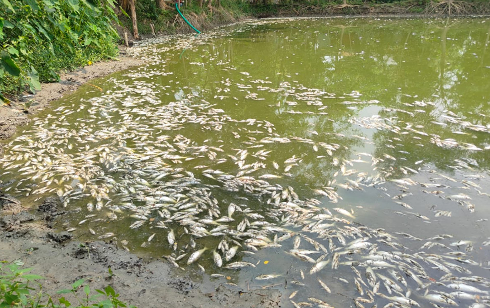 চাঁন রাতে পুকুরে বিষ, ঈদের দিন সর্বশান্ত