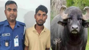 রাঙ্গাবালীতে সংরক্ষিত বনাঞ্চলের বন্য মহিষের মাংস সহ আটক ১