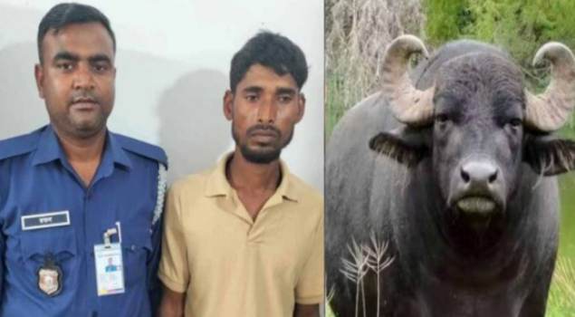 রাঙ্গাবালীতে সংরক্ষিত বনাঞ্চলের বন্য মহিষের মাংস সহ আটক ১