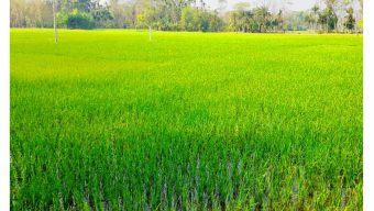বানারীপাড়ায় বোরো ফসলের ক্ষেত সবুজে সোভিত 