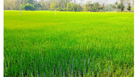 বানারীপাড়ায় বোরো ফসলের ক্ষেত সবুজে সোভিত 