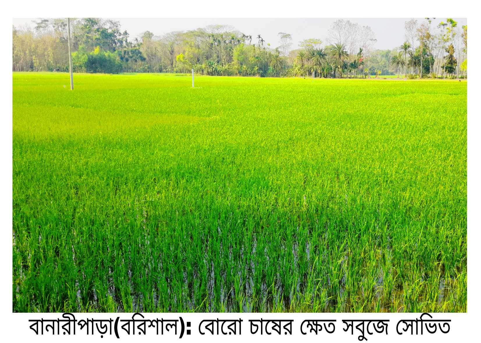 বানারীপাড়ায় বোরো ফসলের ক্ষেত সবুজে সোভিত 