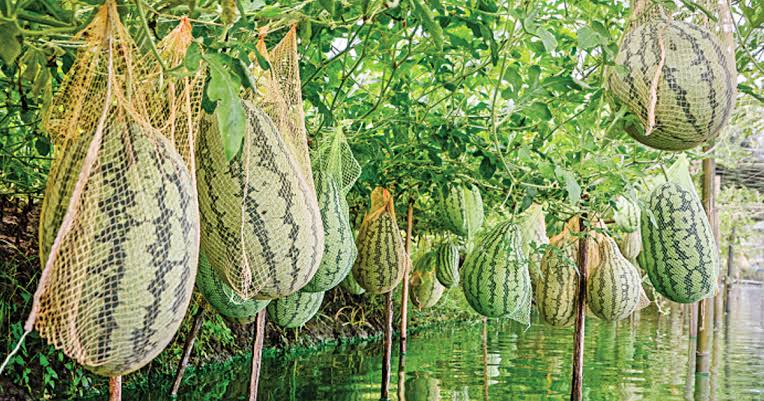 নোনা জলে সোনা ফলছে