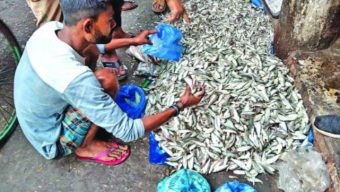 গলাচিপায় নিষিদ্ধ জালের ব্যবহারে ধ্বংস হচ্ছে পোনা