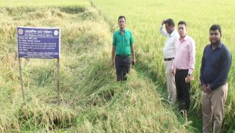 গোপালগঞ্জে আবাদ বেড়েছে বিনাধান-২৫ এর, কমবে চিকন চাল আমদানি নির্ভরতা