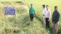গোপালগঞ্জে আবাদ বেড়েছে বিনাধান-২৫ এর, কমবে চিকন চাল আমদানি নির্ভরতা