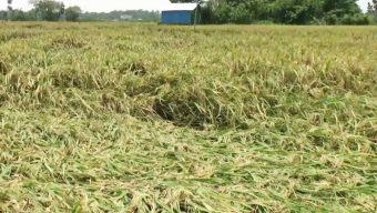 গোপালগঞ্জে কাল বৈশাখী ঝড় ও শিলা বৃষ্টিতে বোরো ধানসহ ফসলের ক্ষতি