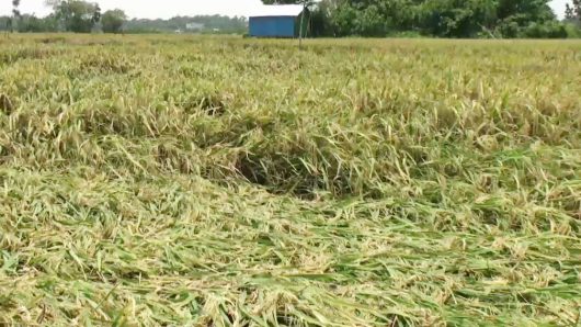 গোপালগঞ্জে কাল বৈশাখী ঝড় ও শিলা বৃষ্টিতে বোরো ধানসহ ফসলের ক্ষতি