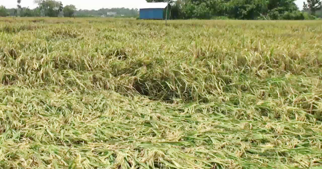 গোপালগঞ্জে কাল বৈশাখী ঝড় ও শিলা বৃষ্টিতে বোরো ধানসহ ফসলের ক্ষতি