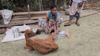 দশমিনায় গরুর সাথে এ কেমন শত্রুতা!