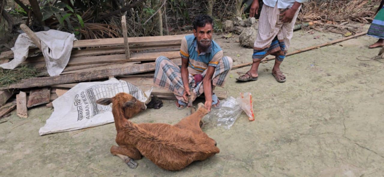 দশমিনায় গরুর সাথে এ কেমন শত্রুতা!