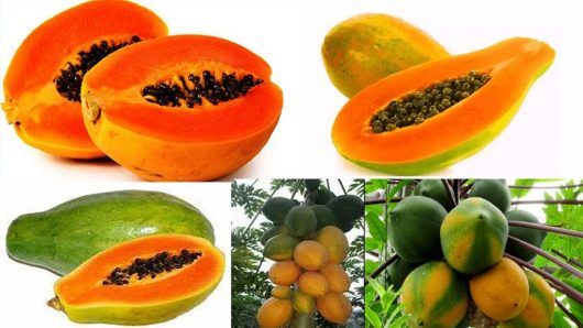 গরমে পাকা পেঁপে খাওয়ার পরামর্শ
