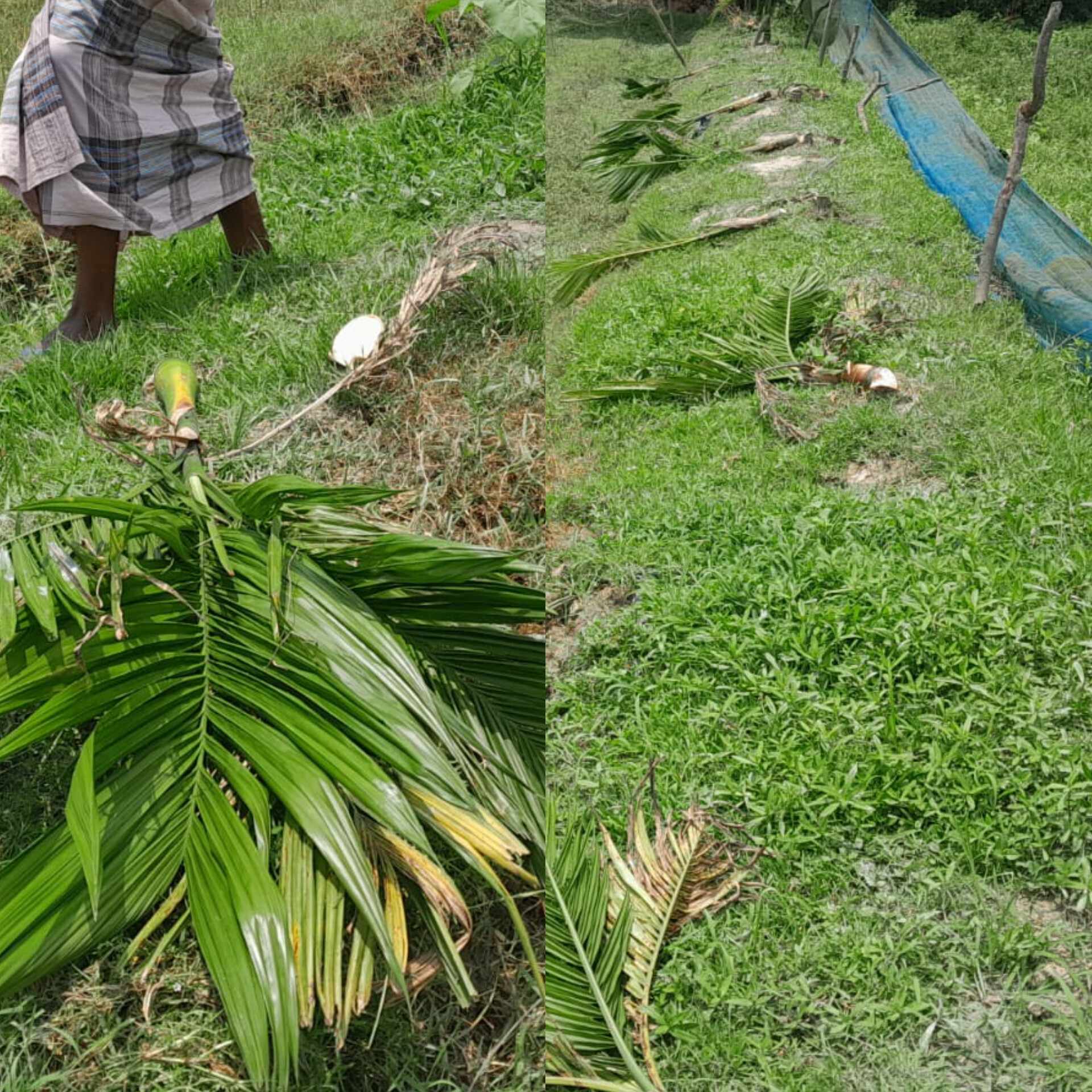 জমির বিরোধকে কেন্দ্র করে গভীর রাতে বাগানের গাছ কেটে ফেললো প্রতিপক্ষ
