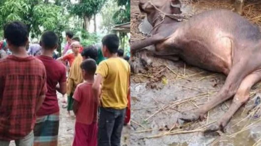উলিপুরে বজ্রপাতে নারীসহ গবাদি পশুর মৃত্যু