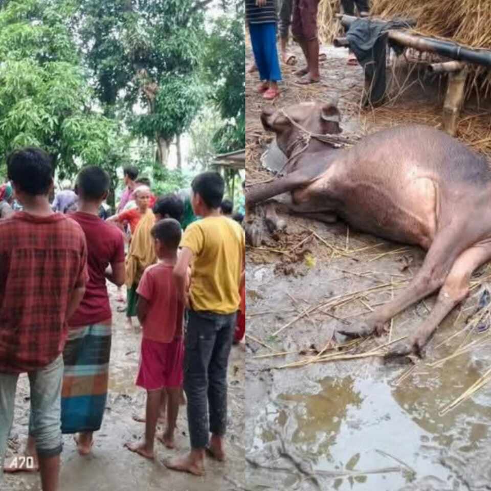 উলিপুরে বজ্রপাতে নারীসহ গবাদি পশুর মৃত্যু