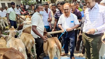 ওজনে কম হওযায় অর্ধশতাধিক বকনা বাছুর বিতরণ না করে ফেরত