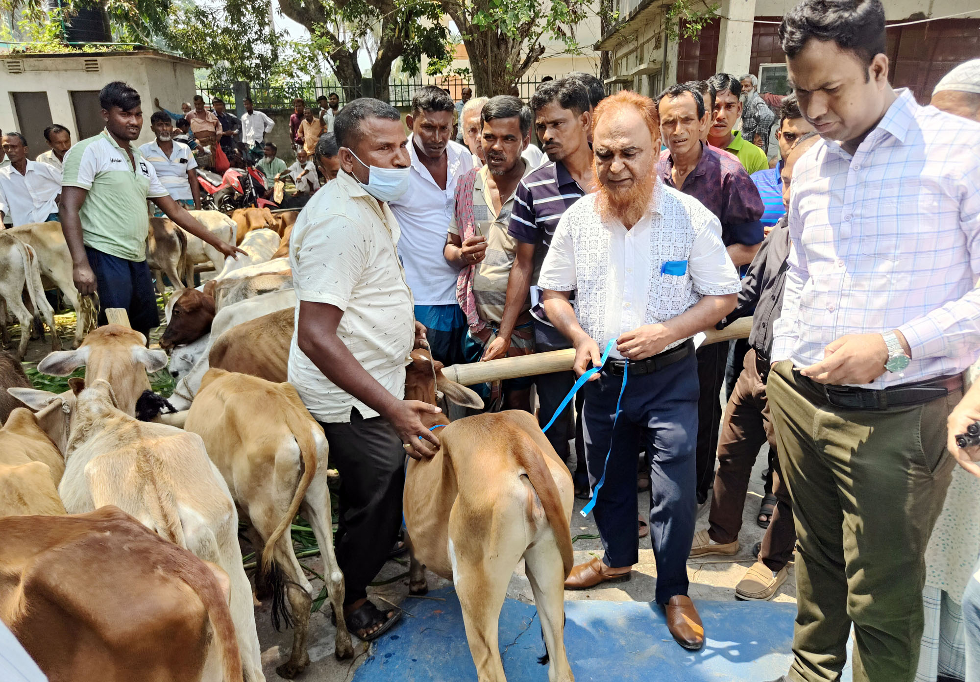 ওজনে কম হওযায় অর্ধশতাধিক বকনা বাছুর বিতরণ না করে ফেরত