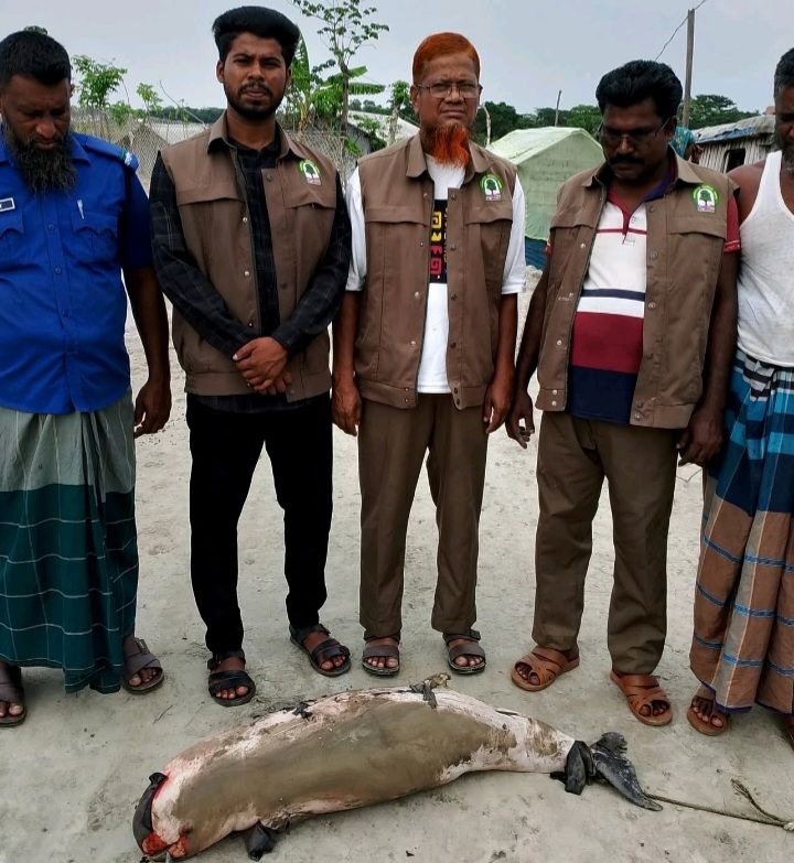 বরগুনার পায়রা নদী থেকে মৃত ডলফিন উদ্ধার