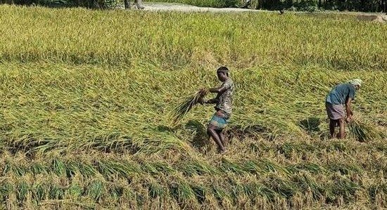 মিঠাপুকুরে সাংবাদিকের মাকে প্রাণ নাশের হুমকি, জমির ফসল নষ্ট থানায় অভিযোগ