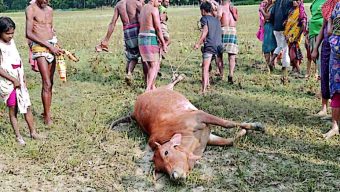 বামনায় বজ্রপাতে লক্ষাধিক টাকার গরু নিহত