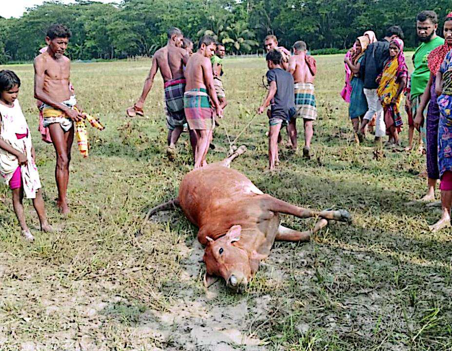 বামনায় বজ্রপাতে লক্ষাধিক টাকার গরু নিহত
