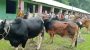 ইন্দুরকানীতে কোরবানির পশুর হাটে ধস