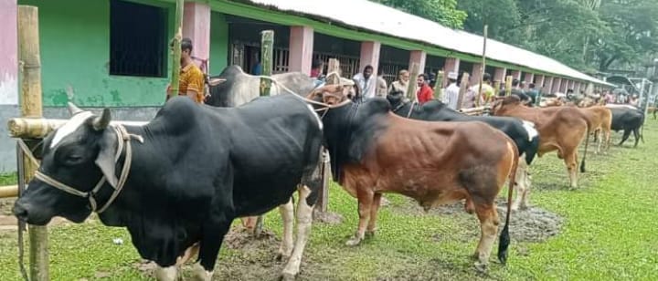 ইন্দুরকানীতে কোরবানির পশুর হাটে ধস