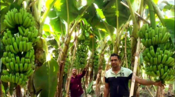 ফকিরহাটে জি-নাইন কলা চাষে কৃষকের সাফল্য
